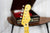 Squier Classic Vibe '50s stratocaster 2-color sunburst MN (5452474744996)