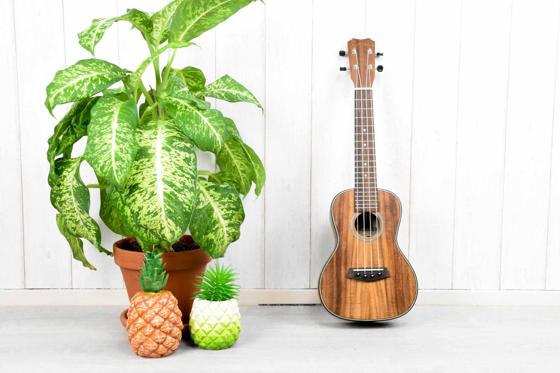 Islander SAC-4 Concert Ukulele Solid Acaica