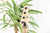 Markbass MB RB Kilimanjaro 4 String  Basgitaar Natural