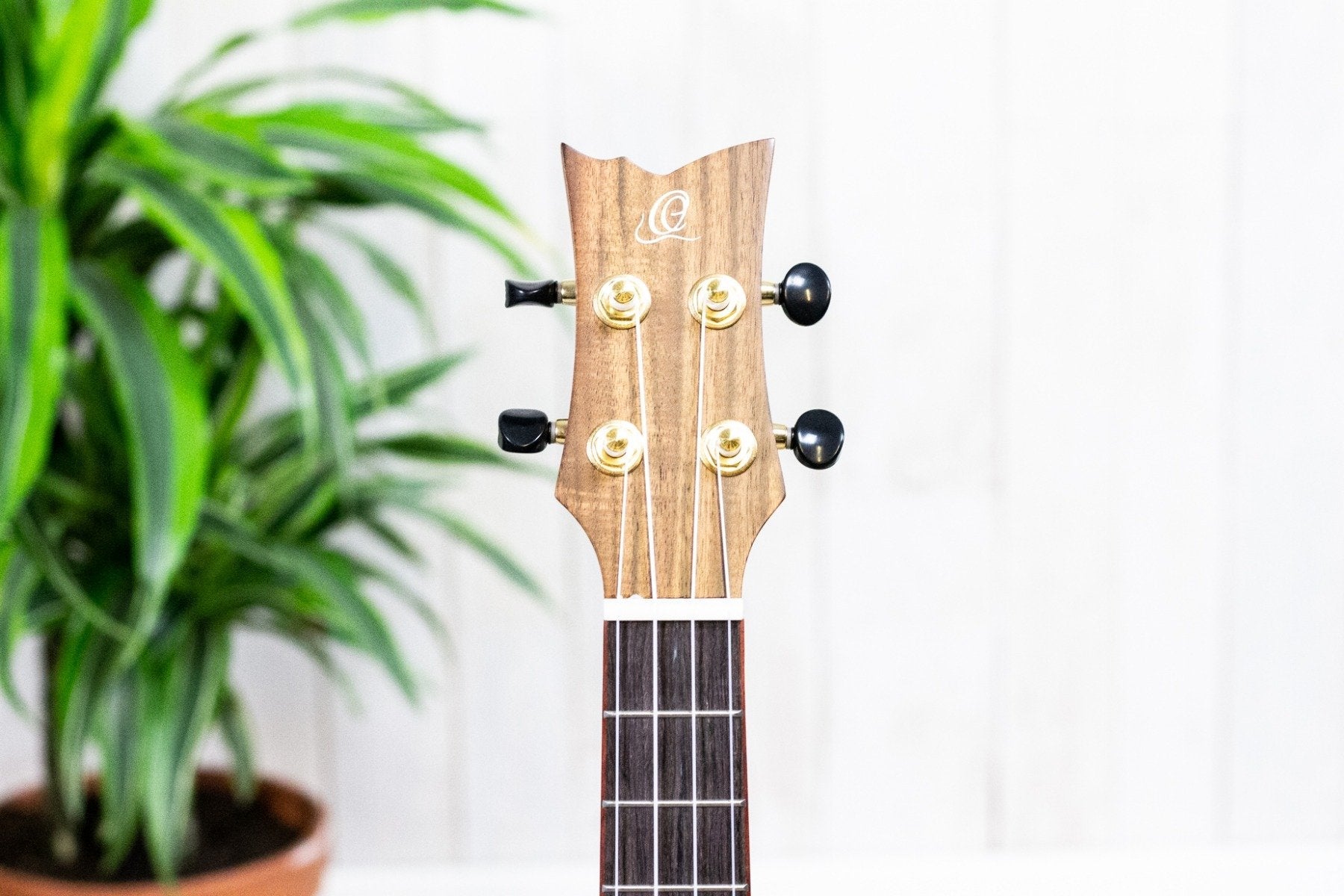 Ortega RUACA-TE Acacia Series Tenor (5375648366756)